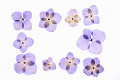 紫陽花の押し花