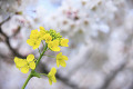 菜の花と桜