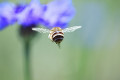 蜜蜂と矢車菊
