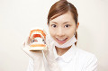 歯の模型を持つ歯科衛生士