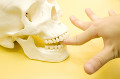 頭蓋骨の模型に挟まれた男性の指