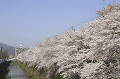 天神川の桜