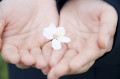 桜の花びらを手に乗せる女子中学生の手元