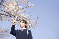 携帯電話で桜を撮影する女子中学生