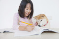 勉強をする女の子と見守る柴犬