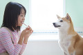 歯ブラシをくわえる柴犬と歯磨きをする女の子