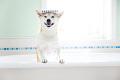 お風呂に入る柴犬