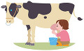 牛の乳搾りをする女の子
