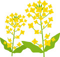 菜の花