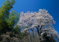 長野県　飯田市　座光寺　サクラ