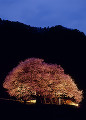 長野県　高山村　黒部のエドヒガン