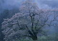 長野県　阿智村　駒つなぎの桜