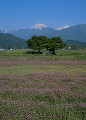 長野県　安曇野市　常念岳　レンゲソウ