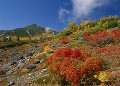 長野県　松本市　乗鞍エコーライン　紅葉