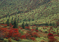 長野県　高山村　山田峠　紅葉