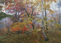 長野県　山ノ内町　志賀高原　紅葉