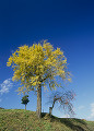 長野県　飯山市　豊田　巨樹の黄葉