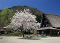 岐阜県　白川村　白川郷合掌造り集落　春