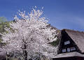 岐阜県　白川村　白川郷合掌造り集落　春