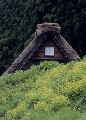 岐阜県　白川村　白川郷合掌造り集落　春