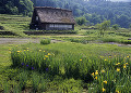 岐阜県　白川村　白川郷合掌造り集落　春