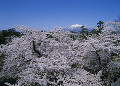 弘前公園本丸より桜と岩木山