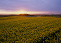 菜の花畑の夕景