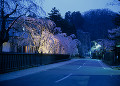 夜明け前の武家屋敷通りの桜