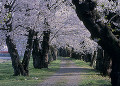 桧木内川堤の桜並木