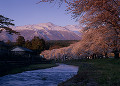 中山堤の桜並木