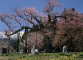 釜の越桜と青空