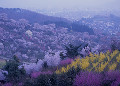 夜明けの花見山