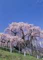 三春滝桜と青空