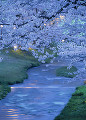 夜明けの観音寺川と桜