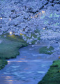 夜明けの観音寺川と桜