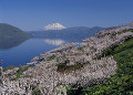 壮瞥公園の梅林と洞爺湖と羊蹄山