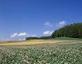 上富良野町 ジャガイモ畑と青空