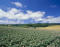 上富良野町 ジャガイモ畑と山並み