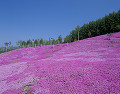 滝上公園の芝桜