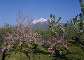 果樹園の花と岩木山