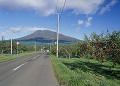 リンゴ畑と道路