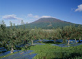 リンゴ畑と岩木山