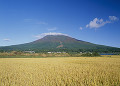 稲穂と岩木山