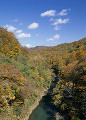 赤石川の紅葉