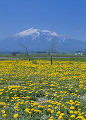 岩木山とタンポポ