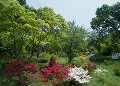 茶臼山公園のツツジ