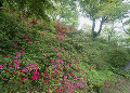 茶臼山公園のツツジ