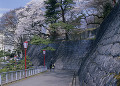 盛岡城跡公園の桜