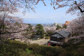 千秋公園の桜