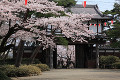 千秋公園久保田城表門と桜